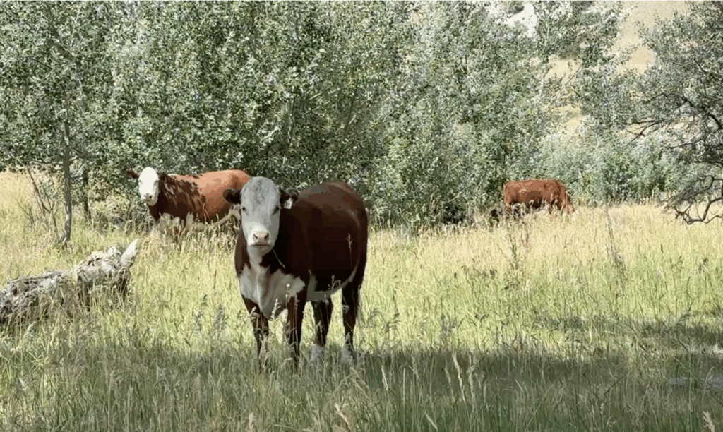 A brown and white cow standing in tall grass beside the road at Missouri Headwaters, looking straight at the camera
